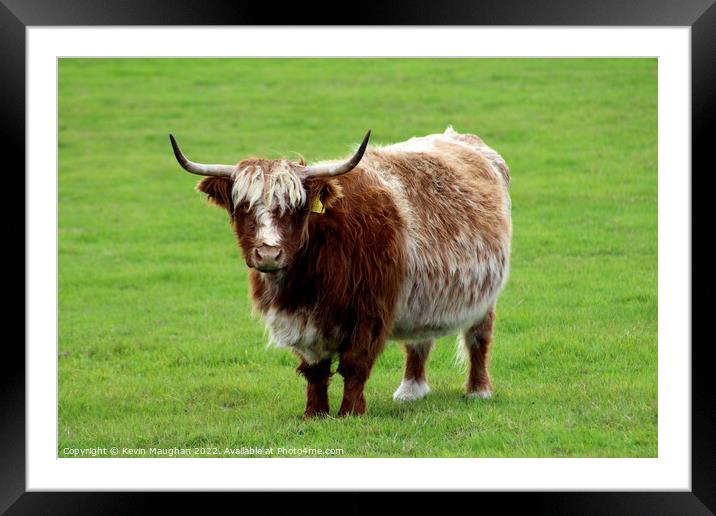 Highland Cow (4) Framed Mounted Print by Kevin Maughan