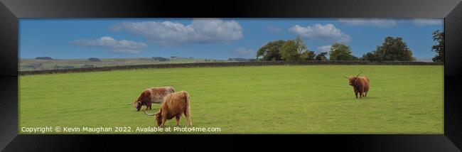 Highland Cows (Panoramic)  Framed Print by Kevin Maughan