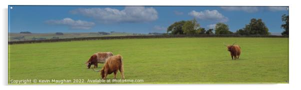 Highland Cows (Panoramic)  Acrylic by Kevin Maughan