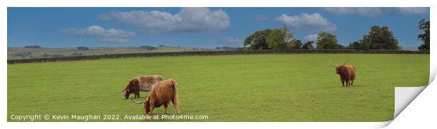 Highland Cows (Panoramic)  Print by Kevin Maughan