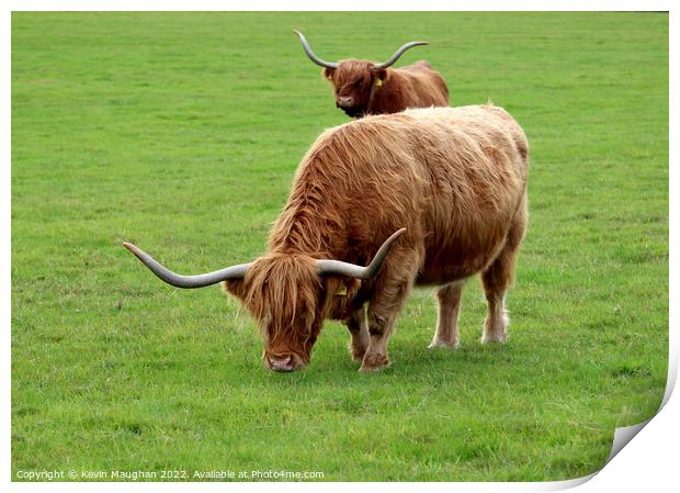 Highland Cow (7) Print by Kevin Maughan