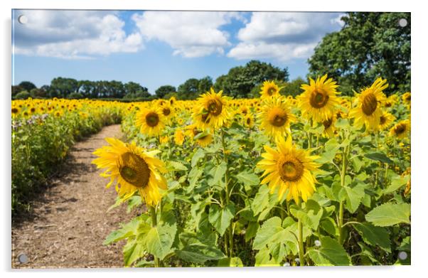 Path through a sunflower field Acrylic by Jason Wells
