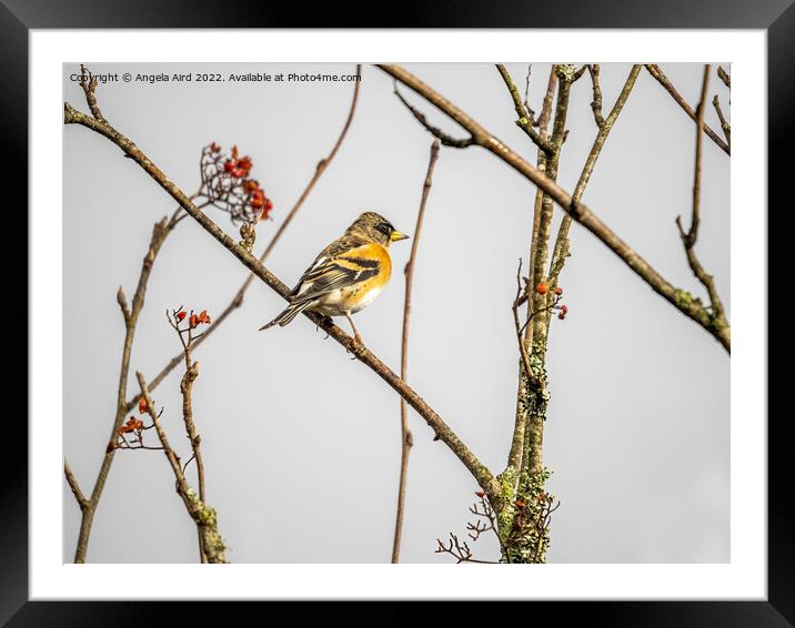 Brambling. Framed Mounted Print by Angela Aird