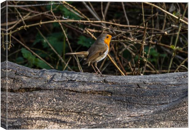 Robin. Canvas Print by Angela Aird