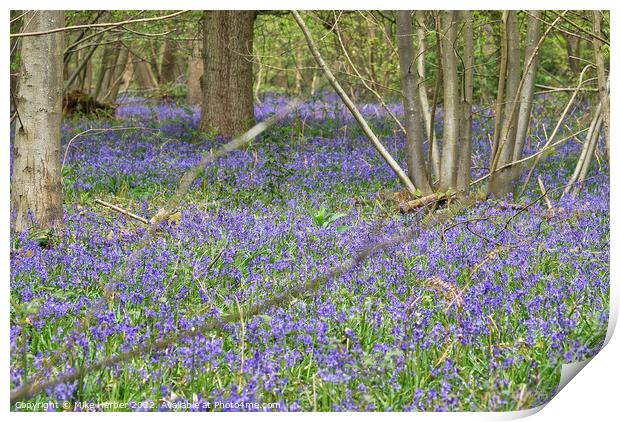 Blubell wood Print by Mike Herber