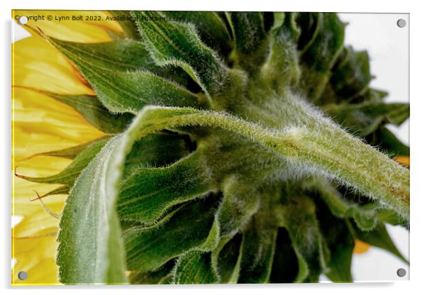 Sunflower 2 Acrylic by Lynn Bolt