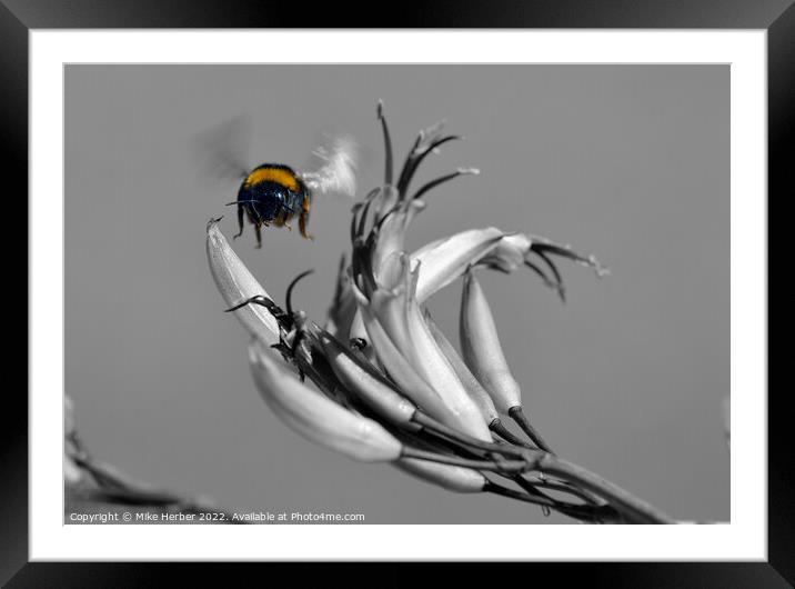 bee  Framed Mounted Print by Mike Herber