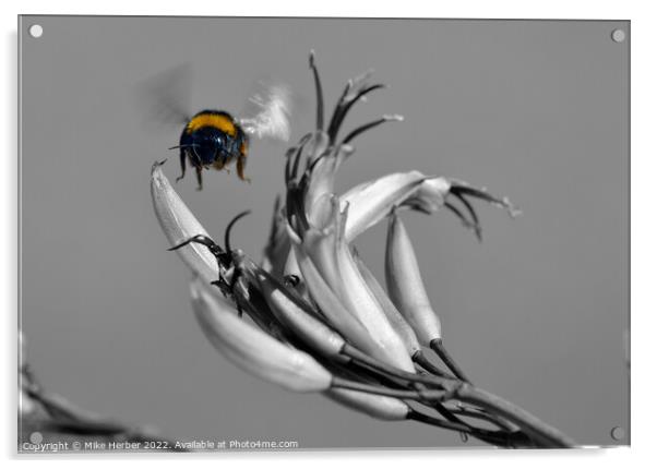 bee  Acrylic by Mike Herber