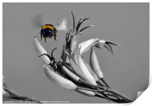 bee  Print by Mike Herber