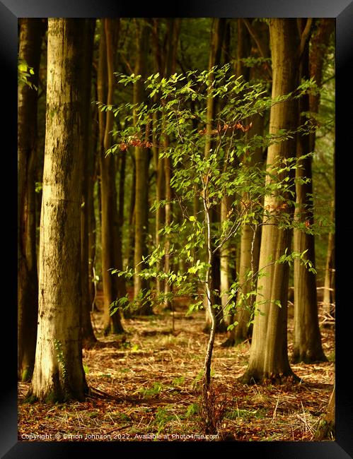 Plant tree Framed Print by Simon Johnson