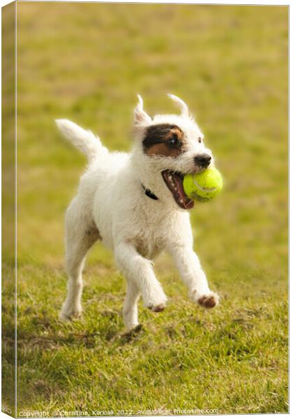 Jack Russell Terrier with Tennis Ball Canvas Print by Christine Kerioak