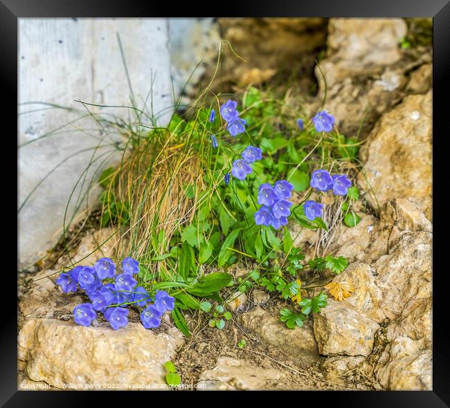 Blue Bellflowers Rock Cliffs Mount Pilatus Lucerne Switzerland Framed Print by William Perry