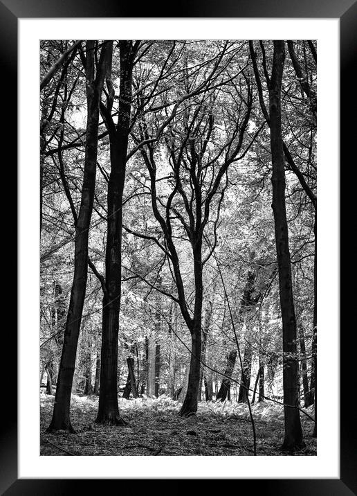 Woodland architecture  Framed Mounted Print by Simon Johnson