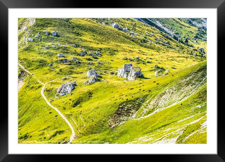 Cows High Pastures Ascending Mount Pilatus Lucerne Switzerland Framed Mounted Print by William Perry