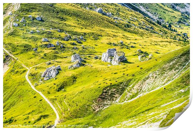 Cows High Pastures Ascending Mount Pilatus Lucerne Switzerland Print by William Perry