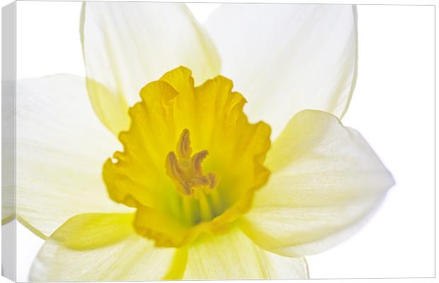 Daffodil Bright Canvas Print by Natalie Kinnear