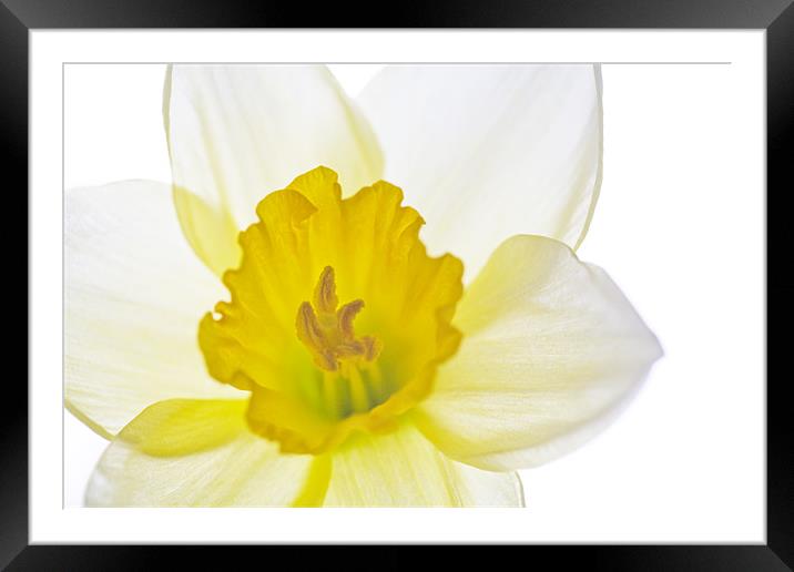 Daffodil Bright Framed Mounted Print by Natalie Kinnear