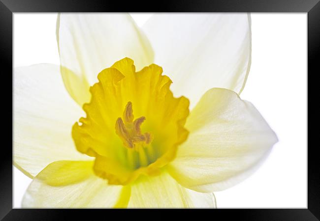 Daffodil Bright Framed Print by Natalie Kinnear