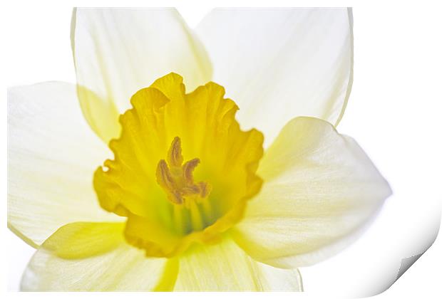 Daffodil Bright Print by Natalie Kinnear