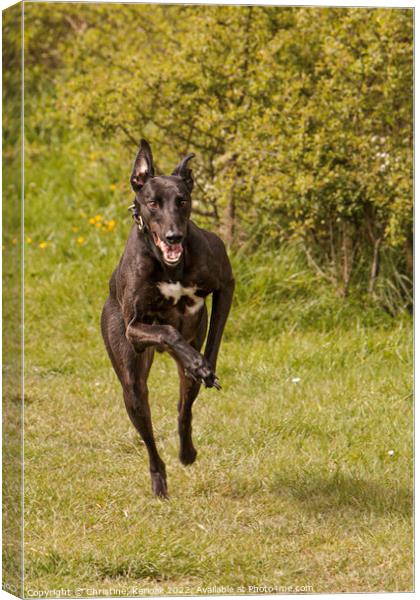 Fast Running Greyhound Canvas Print by Christine Kerioak
