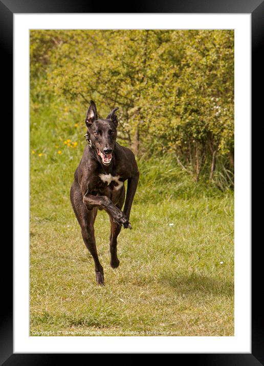 Fast Running Greyhound Framed Mounted Print by Christine Kerioak