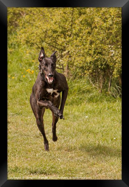 Fast Running Greyhound Framed Print by Christine Kerioak