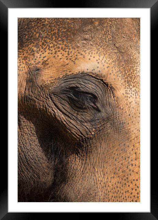 Asian Elephant Eye And Skin Details Framed Mounted Print by Artur Bogacki