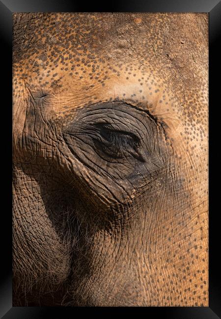 Asian Elephant Eye And Skin Details Framed Print by Artur Bogacki