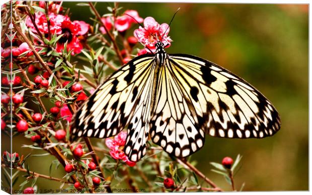 Idea Butterfly Canvas Print by Sally Wallis