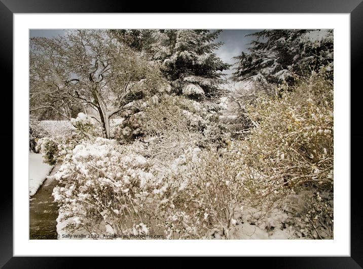Spring Snow on Garden Framed Mounted Print by Sally Wallis