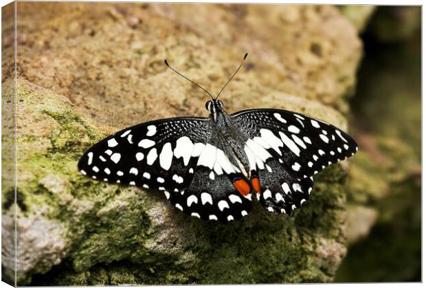 Citurs Swallow Tail on Rock Canvas Print by Sally Wallis