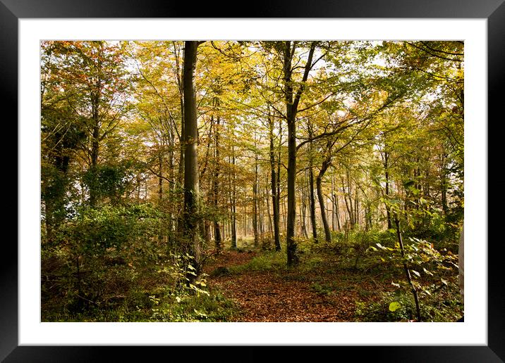 Sunlight through trees in Friston Forest, East Sus Framed Mounted Print by Sally Wallis