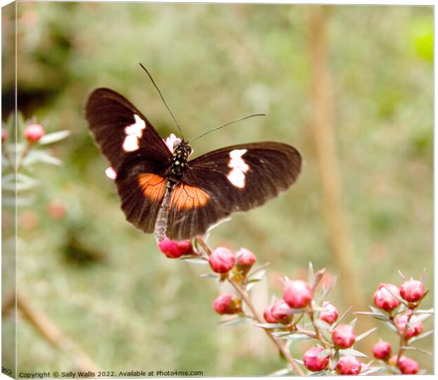 Heliconius himera Butterfly Canvas Print by Sally Wallis