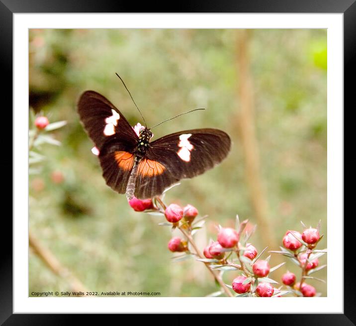 Heliconius himera Butterfly Framed Mounted Print by Sally Wallis