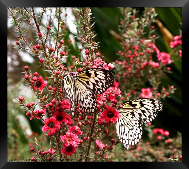 two Idea leuconoe butterflies Framed Print by Sally Wallis