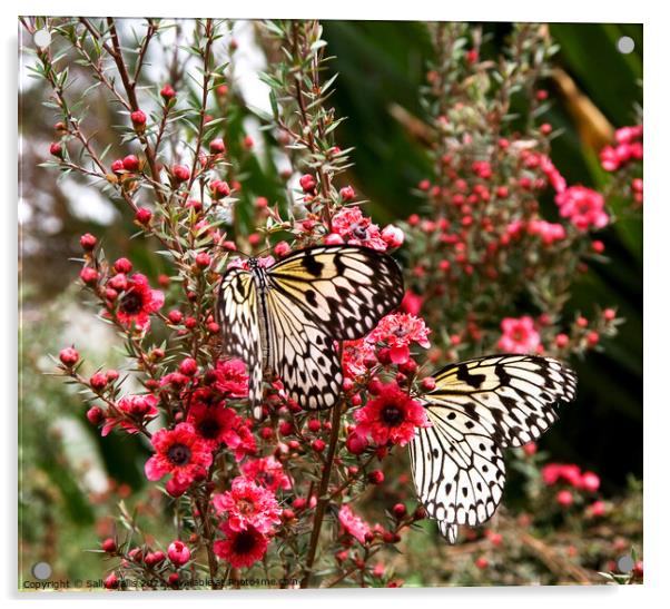 two Idea leuconoe butterflies Acrylic by Sally Wallis