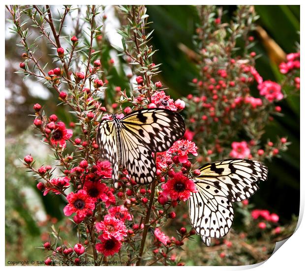 two Idea leuconoe butterflies Print by Sally Wallis