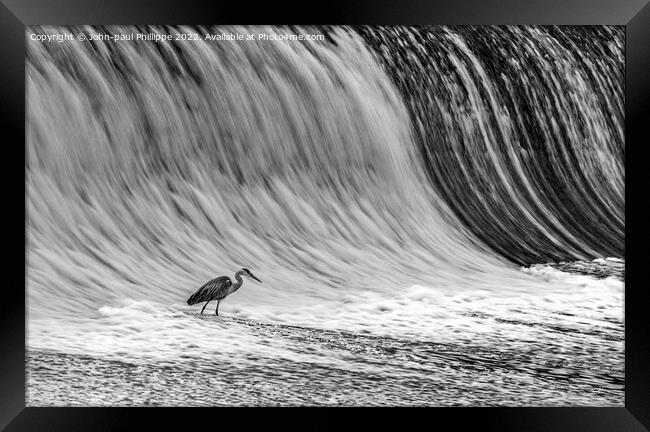 Heron On Weir Framed Print by John-paul Phillippe