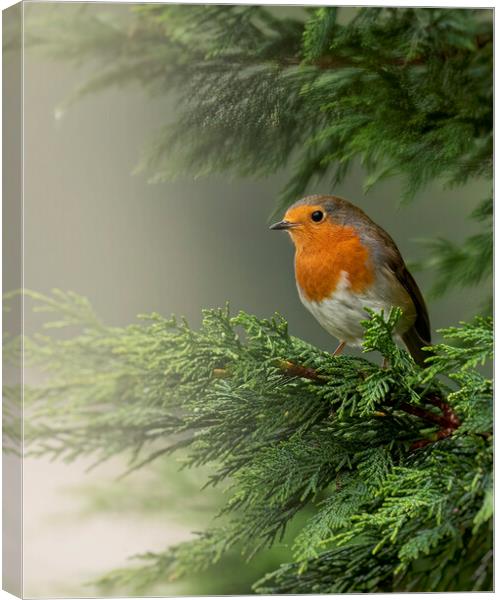 European Robin Red Breast Avoiding the Mist Canvas Print by Jonathan Thirkell