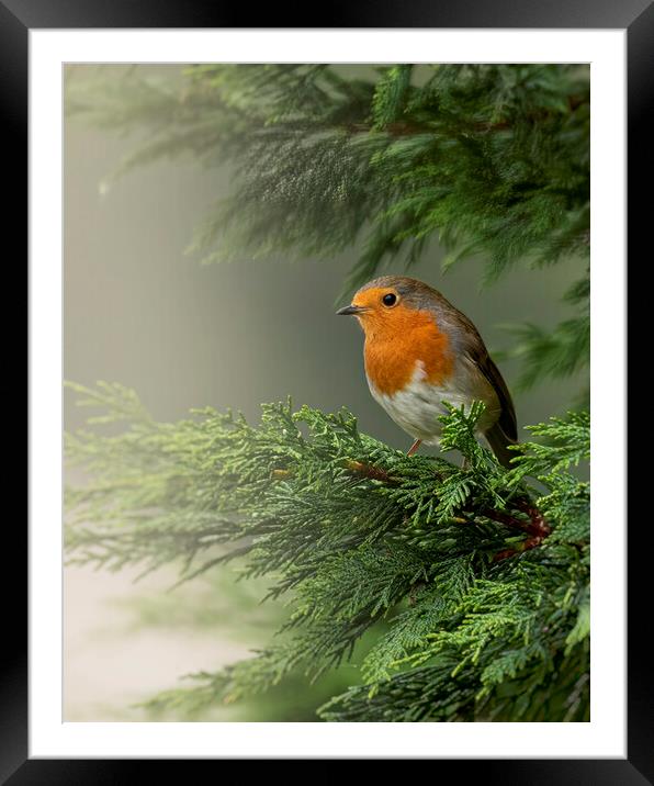 European Robin Red Breast Avoiding the Mist Framed Mounted Print by Jonathan Thirkell