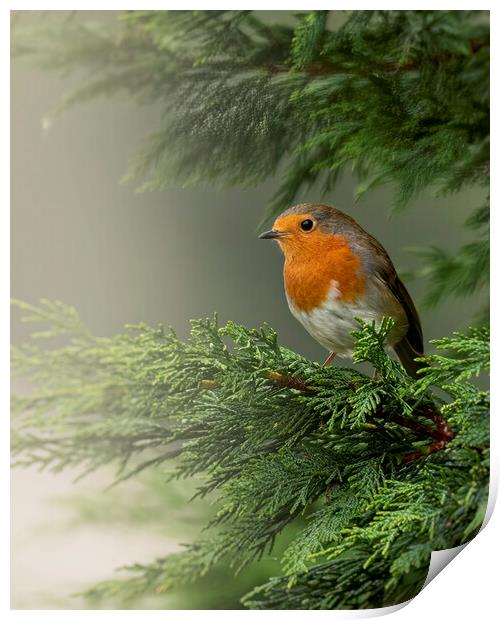 European Robin Red Breast Avoiding the Mist Print by Jonathan Thirkell