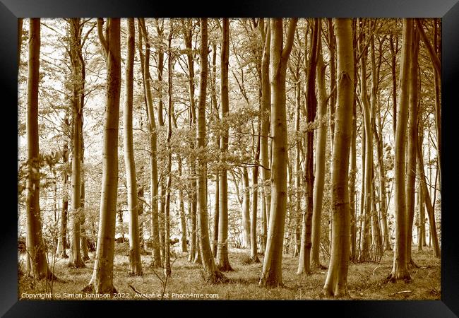 woodland Sepia Framed Print by Simon Johnson