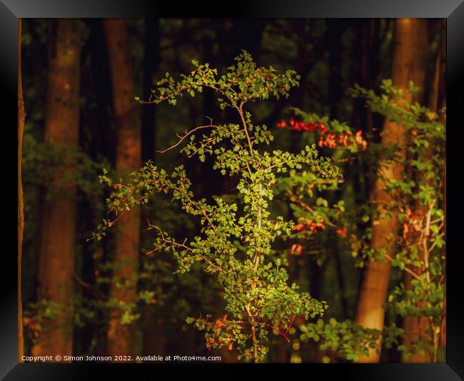 sunlit leaves Framed Print by Simon Johnson