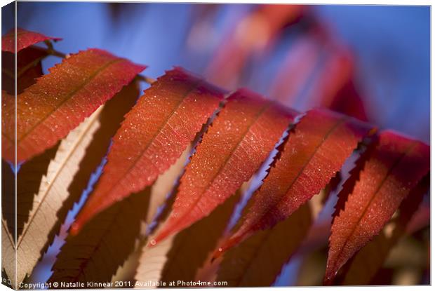 Red Leaves Blue Sky Canvas Print by Natalie Kinnear