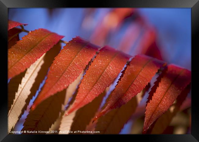 Red Leaves Blue Sky Framed Print by Natalie Kinnear