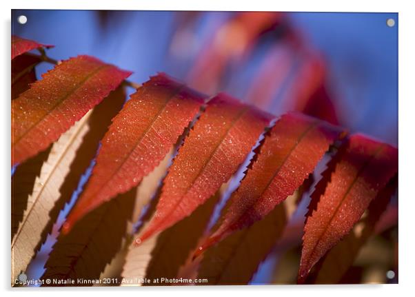 Red Leaves Blue Sky Acrylic by Natalie Kinnear