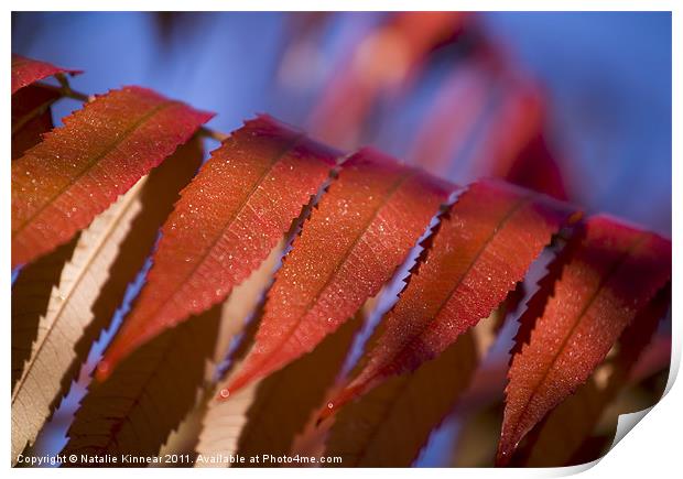 Red Leaves Blue Sky Print by Natalie Kinnear