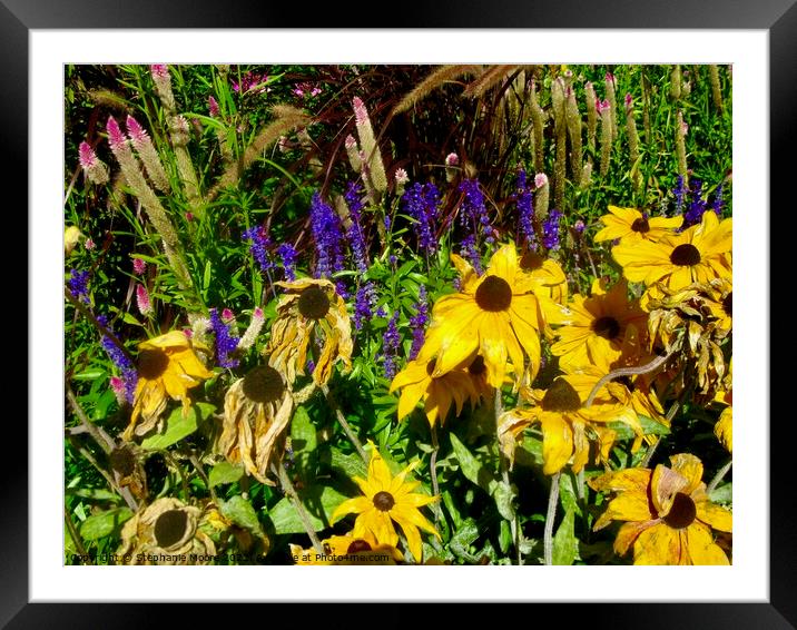 Dying Brown Eyed Susans Framed Mounted Print by Stephanie Moore