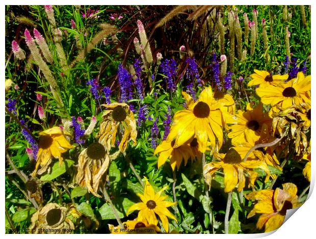 Dying Brown Eyed Susans Print by Stephanie Moore