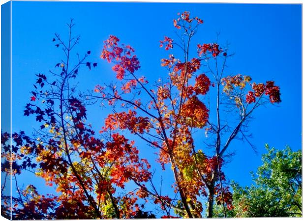 Fall leaves Canvas Print by Stephanie Moore